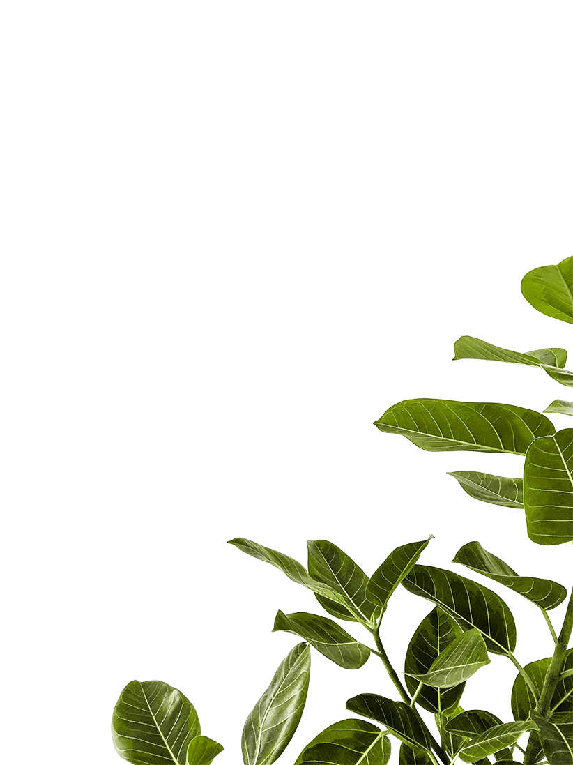 image of leaves in bottom right corner