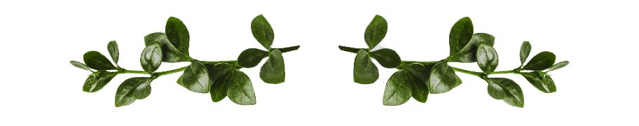 top banner image of leaves