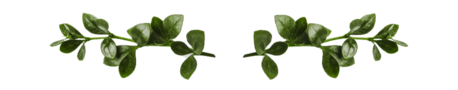 bottom banner image of leaves