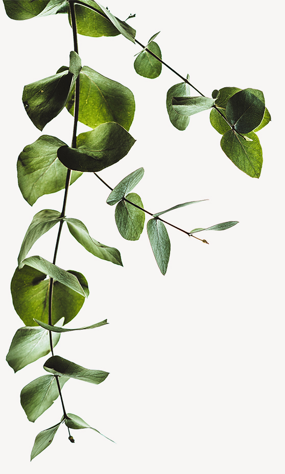 image of leaves in top left corner