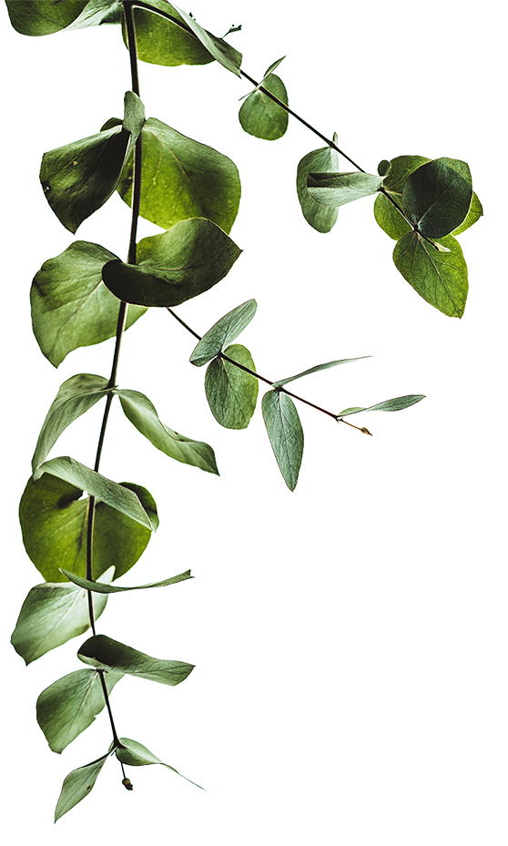 image of leaves in top left corner